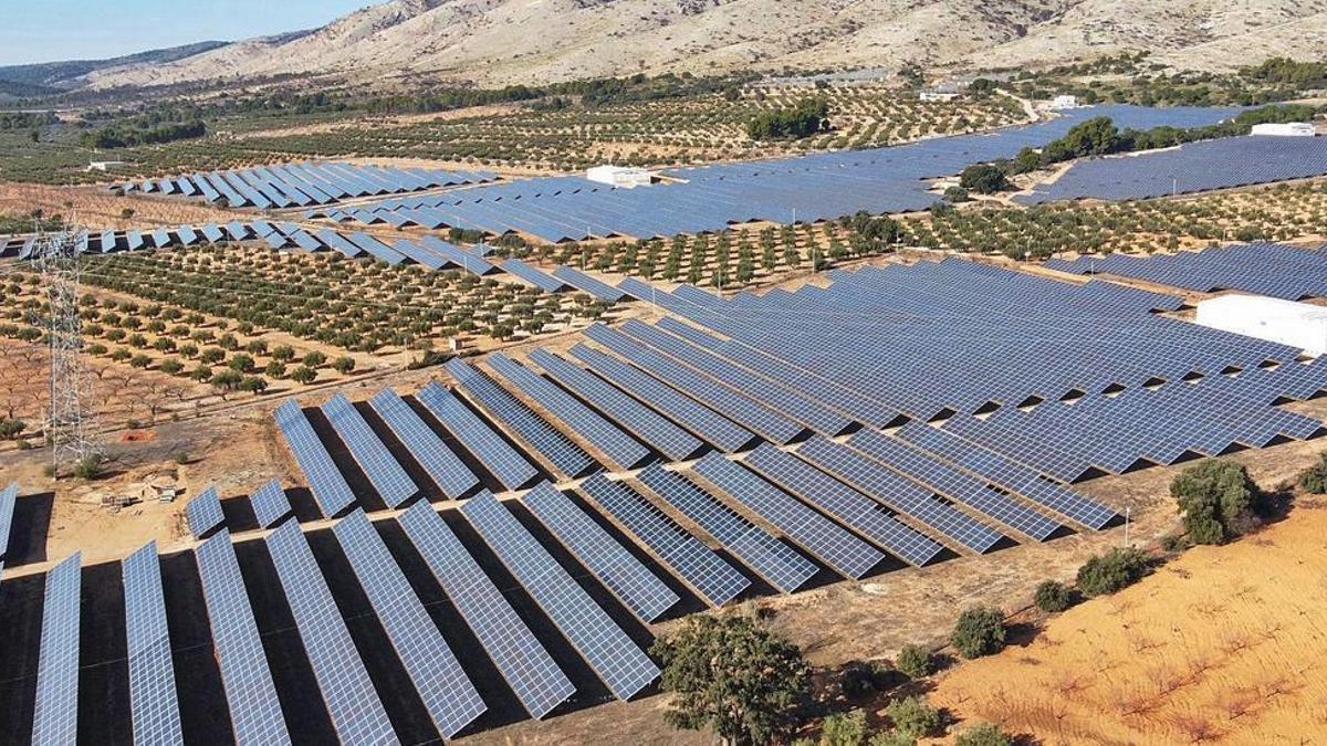 La Junta aboga por equilibrar la tala de olivos y las plantas fotovoltaicas