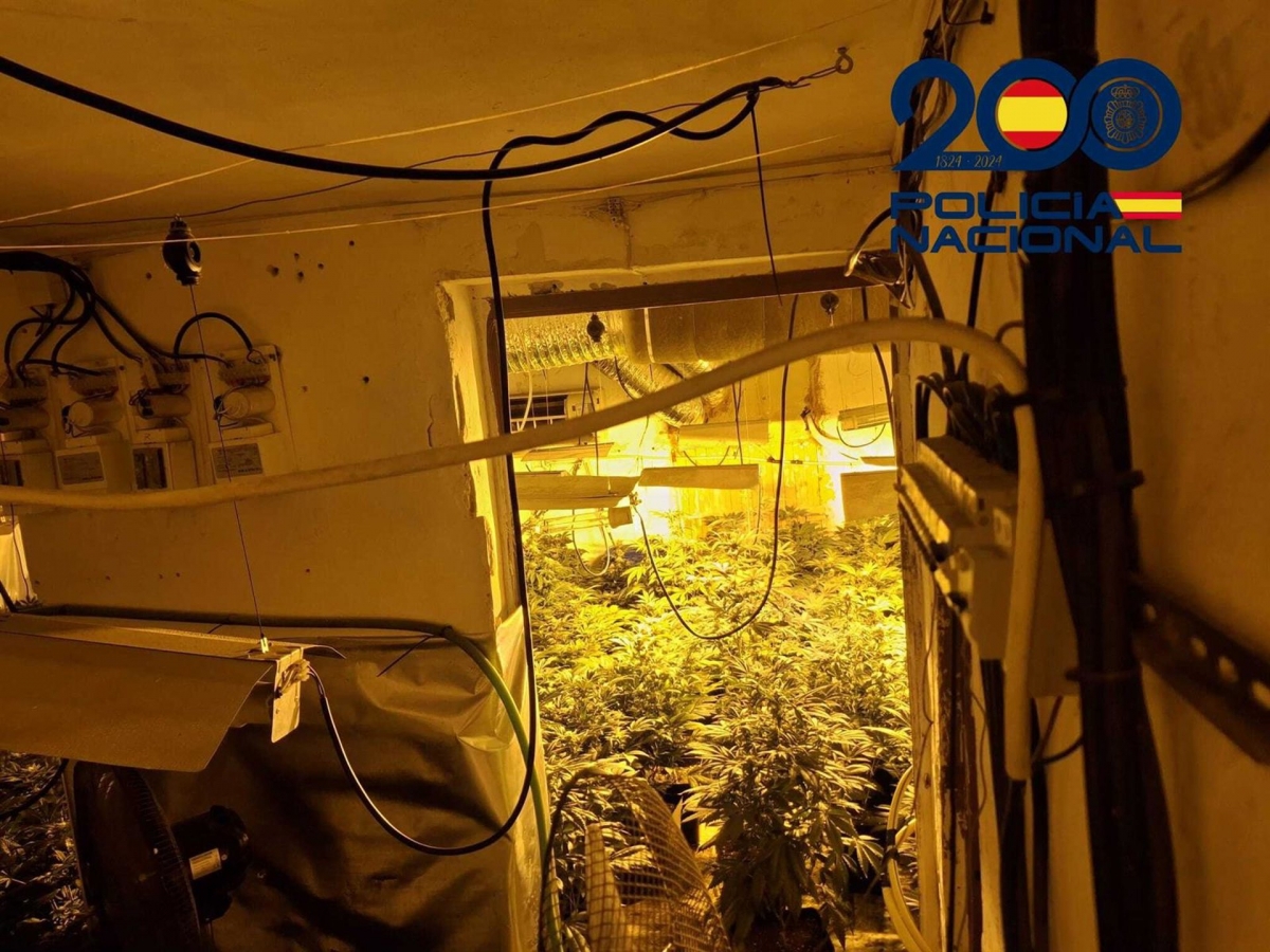  Acuden a detenerlo por agresión sexual y hallan 300 plantas de marihuana 