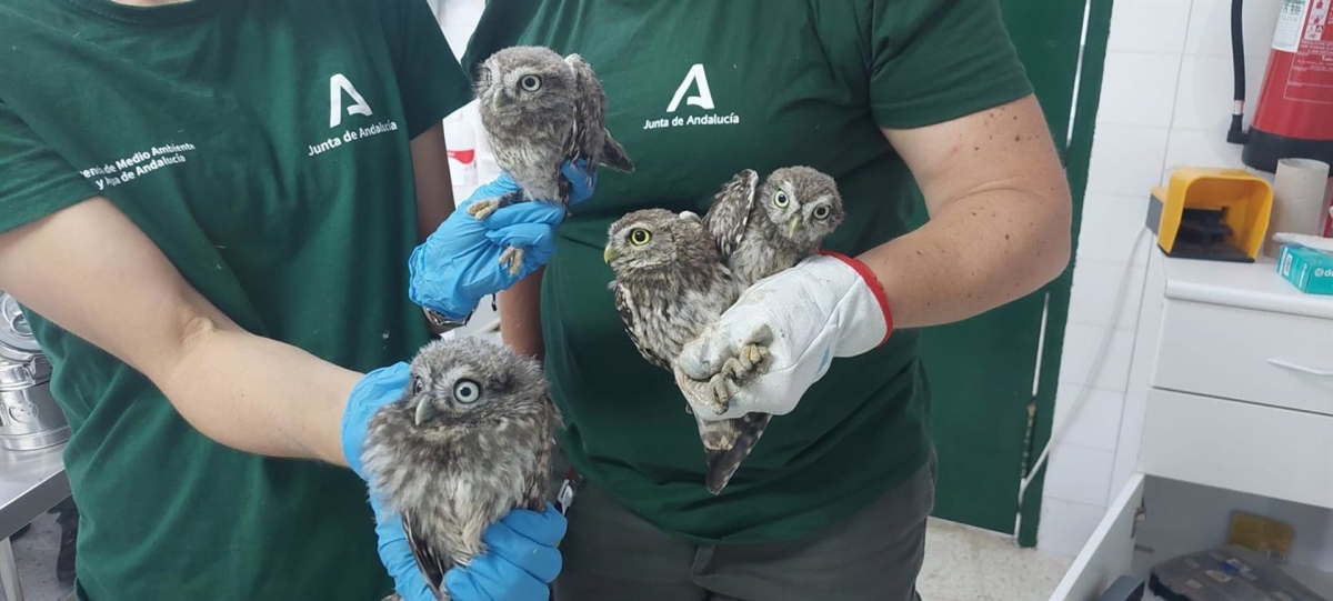 El centro Quiebrajano reintroduce 55 aves en el medio natural andaluz