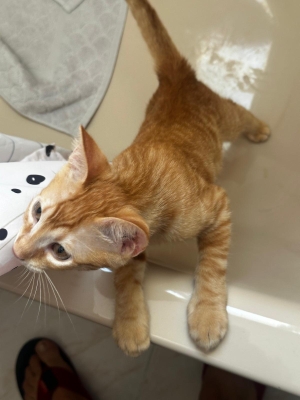  Tres investigados por estafa en la venta de gatos por internet 