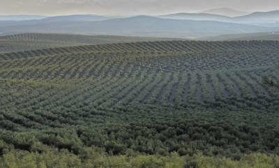  Andalucía lidera los anticipos de la PAC con 765 millones 