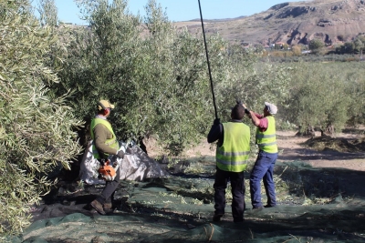  COAG rechaza el acuerdo UE-EE.UU. por sacrificar de nuevo a la agricultura 
