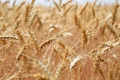  UPA destaca el papel de los bioestimulantes en las explotaciones agrarias 