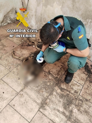  Detenido por la muerte de tres perros y las lesiones de otro 