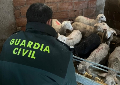  Detenido por robar 34 corderos segureños 