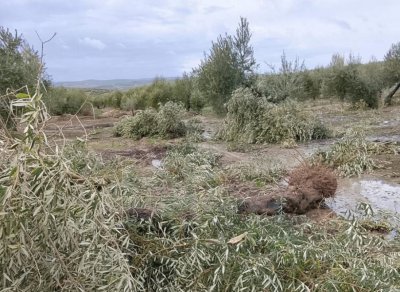  El PSOE defiende las deducciones al campo jiennense tras el temporal 