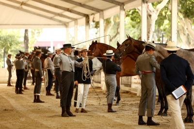  Andújar se convierte en epicentro del caballo de pura raza 