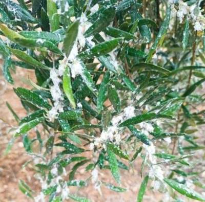  El PSOE ve "insuficientes" las ayudas por el algodoncillo 