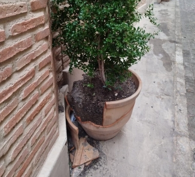  El Ayuntamiento denuncia el hurto de 600 plantas en jardines y maceteros 
