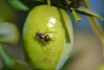  Mágina inicia el control de la mosca del olivo con drones como novedad 