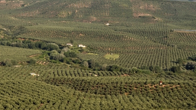  La DO Sierra de Segura inicia los tratamientos contra la mosca del olivo 