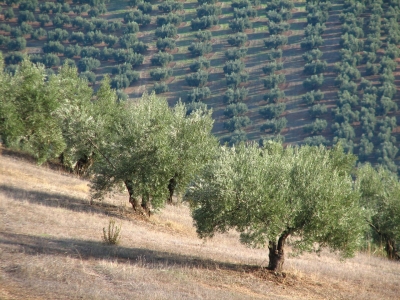  El PSOE reivindica a la mujer como "motor" del medio rural 