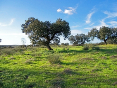  Baja la producción de aceite pero suben las ventas un 10 por ciento 