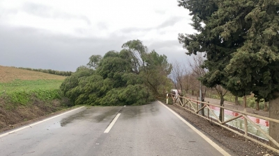  Carretera cortada a la salida de Santo Tomé por la caída de un árbol 