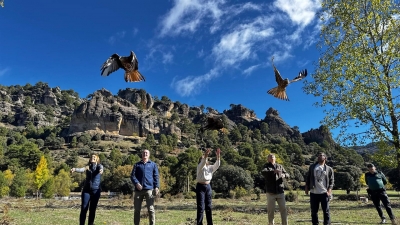  23 nuevos ejemplares de milano real ya vuelan sobre Cazorla 