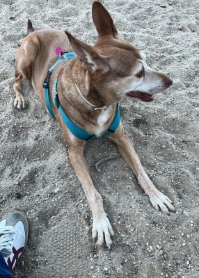  El barrio de San Felipe cuenta ya con un nuevo parque canino 
