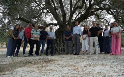  El olivo milenario Acebuche de las Hoyas, nuevo recurso de OleoturJaén 