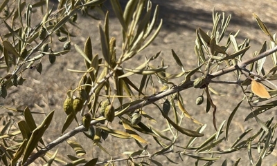  COAG alerta de que los olivares sufren por la falta de lluvia y riego 