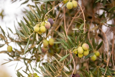  Fenoliva identifica la singularidad y beneficios de los aoves de cuatro DOP 