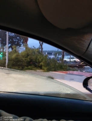  Árboles caídos en la carretera de Granada en ambos sentidos junto a IFEJA 