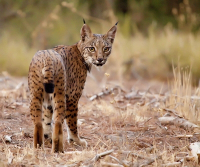 Tras la huella de 4 de los 46 linces liberados por el incendio 