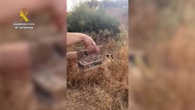  Un investigado por captura ilegal de aves fringílidas 