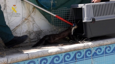  Rescatados dos ejemplares de garduña atrapados en una piscina vacía 