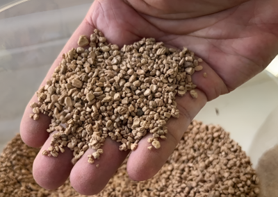  El hueso de aceituna, una vía eficiente para optimizar producción 