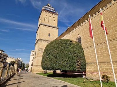  Úbeda intenta salvar el histórico laurel del Hospital de Santiago 
