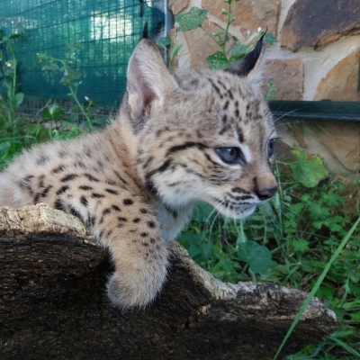  La Olivilla cierra la cría de 2026 con ocho linces supervivientes 
