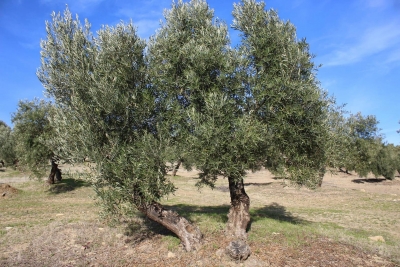  Investigadores hallan un método para detectar el glifosato en el olivar 