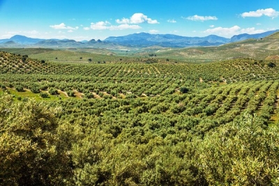  UPA denuncia pérdidas millonarias en el olivar tradicional 