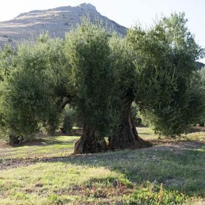  Menos cosecha, placas solares y biogás 