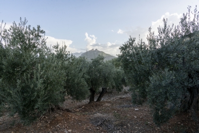  La campaña de aceituna entra en su recta final con menor producción 