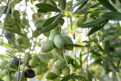  Castillo de Canena controlará las plagas de su olivar con insectos 