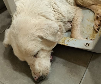  Denuncian el maltrato animal en la perrera de Linares 
