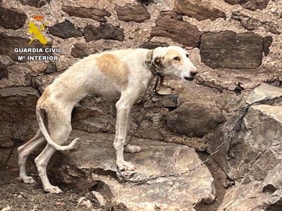  Investigado por presunto maltrato animal 