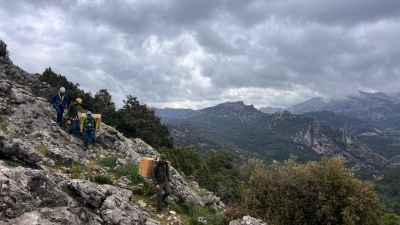  Liberan dos jóvenes quebrantahuesos en Cazorla, Segura y Las Villas 
