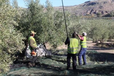  Jaén Acoge cuestiona el sistema de acogida de temporeros 