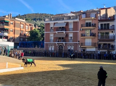  Beas de Segura suelta 144 reses en los toros ensogaos de San Marcos 