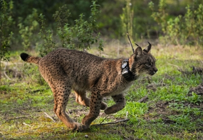  La población de lince se duplica en Sierra Morena en seis años 